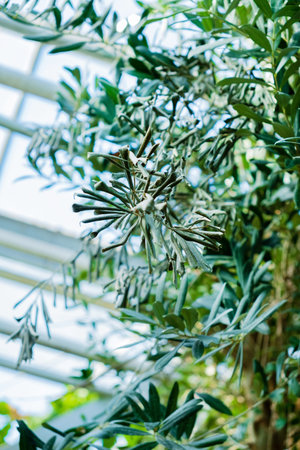oliveolivesagriculturalagriculturebioblack olivesbranchbranchesclose upcultivationextra...