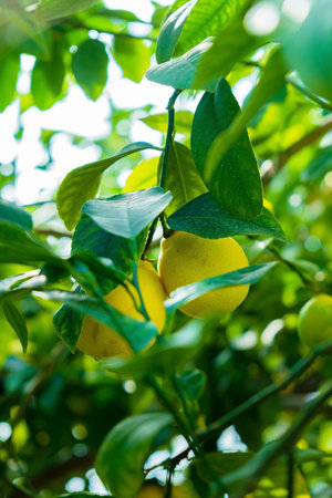 lemon tree with green leavesの写真素材