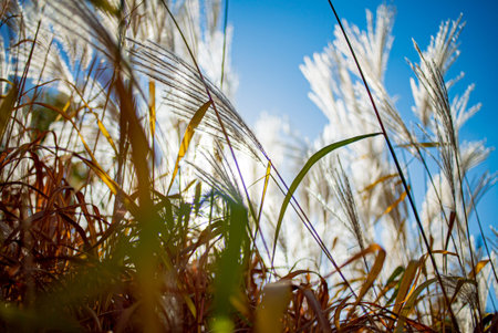 Miscanthus plants in blue sky