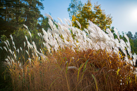 Miscanthus plants in blue sky