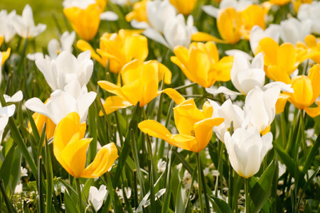 spring tulips in the gardenの写真素材