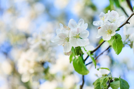 spring tree in the gardenの写真素材