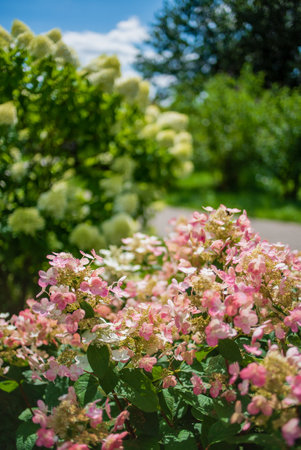 hydrangea in the summer gardenの写真素材