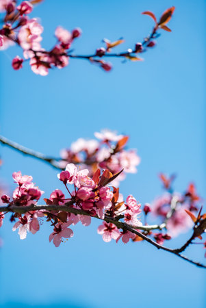Spring border or background art with pink blossomの写真素材