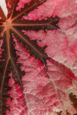 begonia leaf texture, viva magentaの写真素材