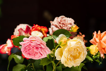 summer roses on the black backgroundの写真素材