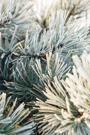 winter in the snowy park
