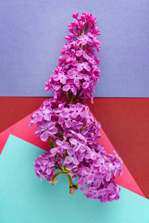 ultraviolet lilac flower, viva magenta colorの写真素材