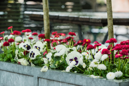 spring flowers near cafe in Parisの写真素材