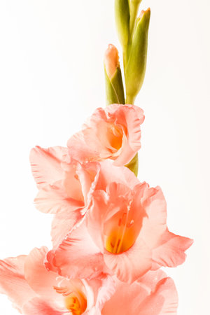 Branch of a gladiolus pink flowerの写真素材