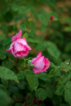nice roses in the gardenの写真素材