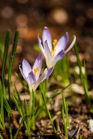 crocus flowers in the garden