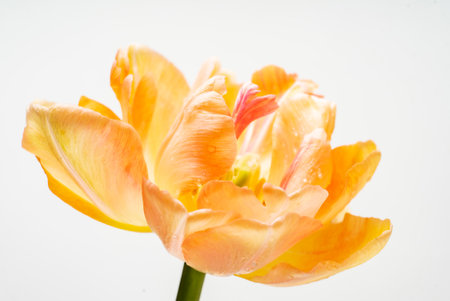 nice tulips in the vaseの写真素材