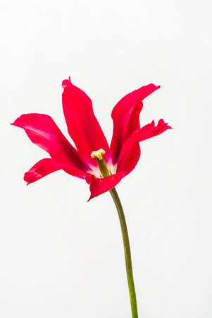 nice tulips in the vaseの写真素材