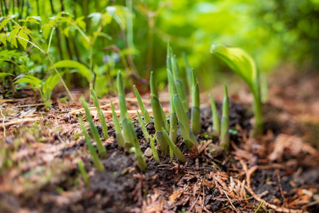 Young growing Hosta plants in early Springの写真素材