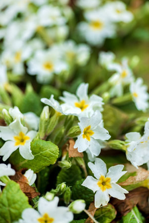 white primroses in the gardenの写真素材