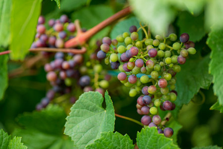 organic grapes in the gardenの写真素材