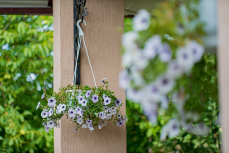 petunia flowers in the potの写真素材
