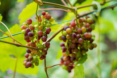 organic grapes in the gardenの写真素材