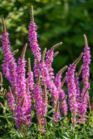 Summer Flowering Purple Loosestrife in gardenの写真素材