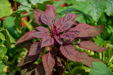 organic amaranth in the gardenの写真素材