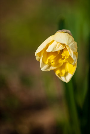 Spring flower narcissus close-up in the gardenの写真素材
