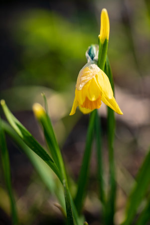 spring flowers in the gardenの写真素材