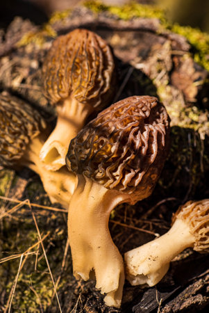 Morel Mushrooms growing in a clump in the springの写真素材