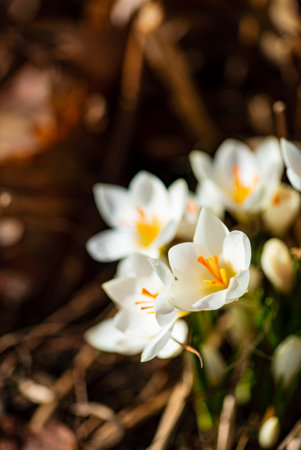 white crocuses in the gardenの写真素材