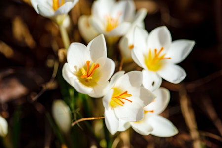 white crocuses in the gardenの写真素材