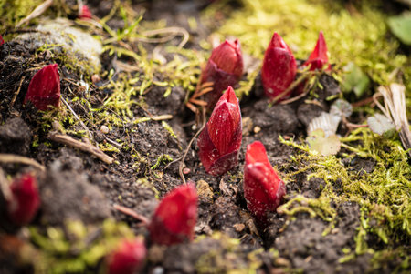 Peony plant shoots in the gardenの写真素材
