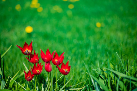 nice tulips in the gardenの写真素材