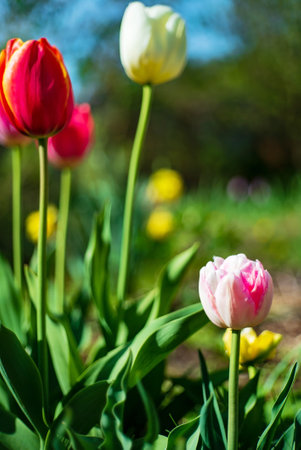 nice tulips in the gardenの写真素材
