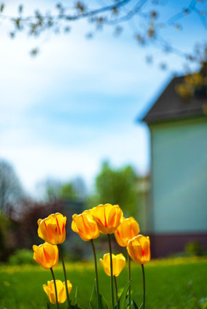 nice tulips in the gardenの写真素材