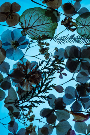 abstract background of dried flowers and leaves on a light blue backgroundの写真素材