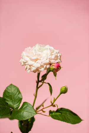 nice rose in the vaseの写真素材