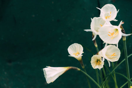 Dwarf Narcissus Arctic Bells in potの写真素材