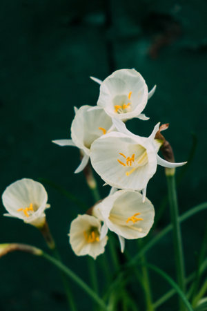 Dwarf Narcissus Arctic Bells in potの写真素材