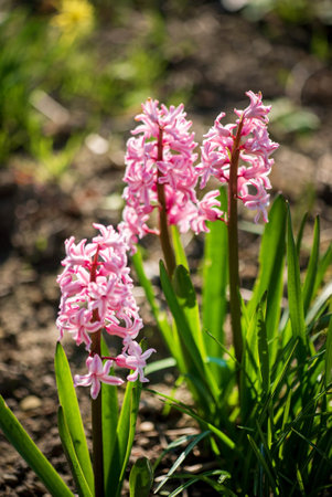 pink hyacinth in the gardenの写真素材