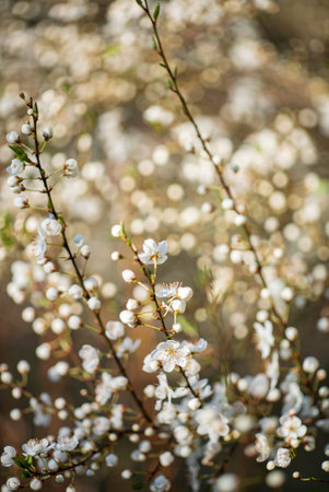 spring blossom tree in the gardenの写真素材