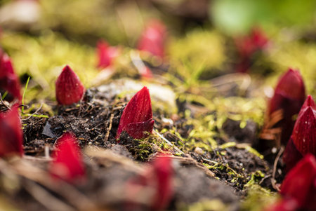 Small red sprouts of peony grow in a spring garden