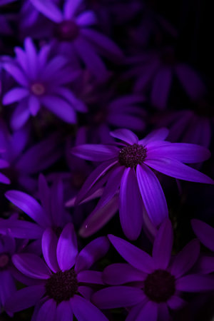 Purple flowers on a dark background. Selective focus. Nature.