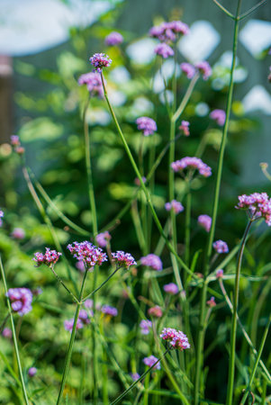 Purple Verbana Bonariensis flower in garden