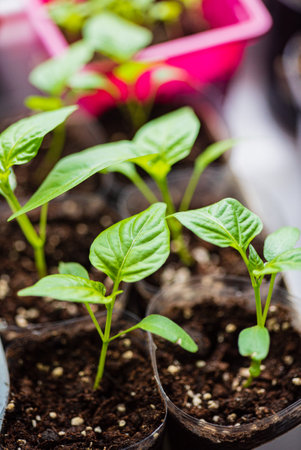 Young seedlings of pepper in peat pots, selective focus.の写真素材