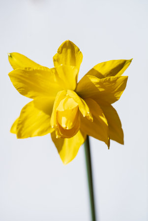 Bright spring narcissus isolated over white backgroundの写真素材