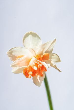Bright spring narcissus isolated over white backgroundの写真素材