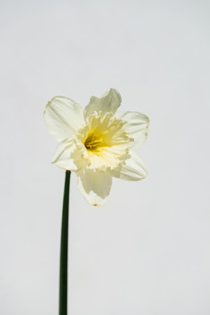 Bright spring narcissus isolated over white backgroundの写真素材