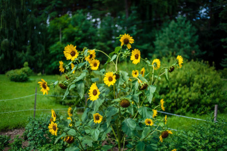 sunflowers in the organic gardenの写真素材