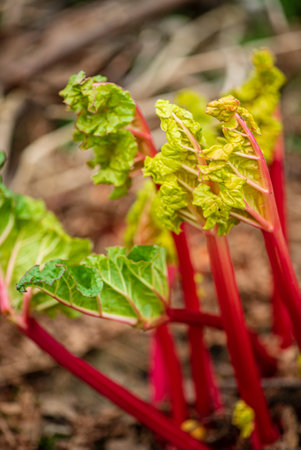 Garden rhubarb or common rhubarb (Rheum Ã hybridum, cultivarの写真素材