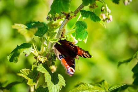 butterfly on the branch closeupの写真素材